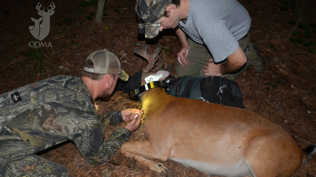 installing deer tracking collar 