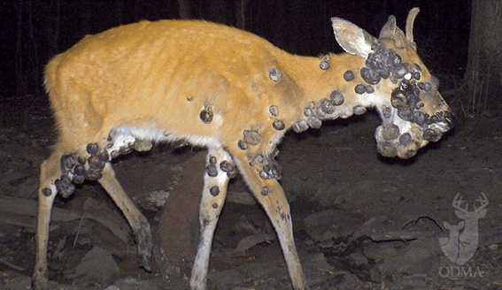 deer covered in warts