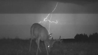 trail cam buck with lightning