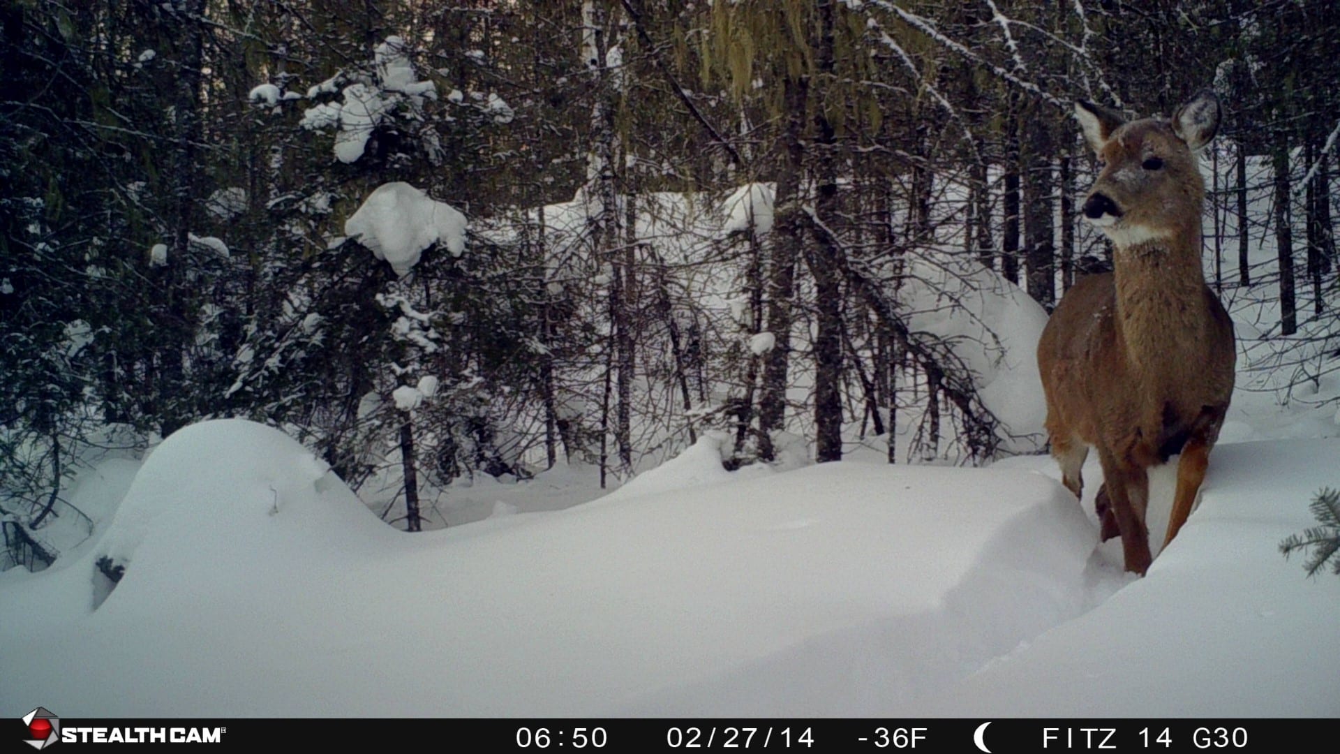 trail camera deer in snow