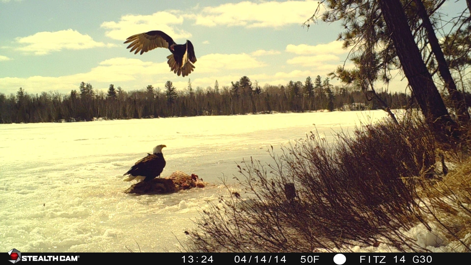 eagle on trail camera