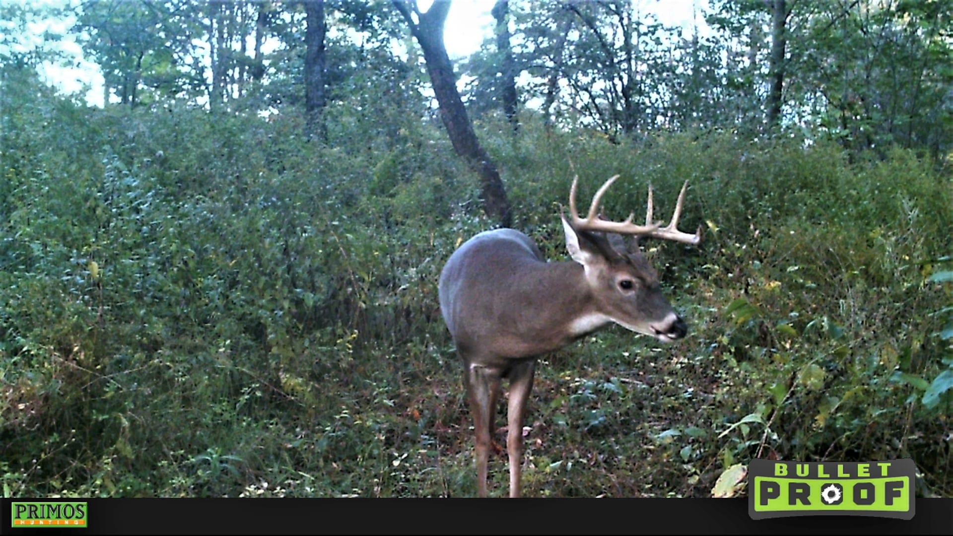 buck on trail camera