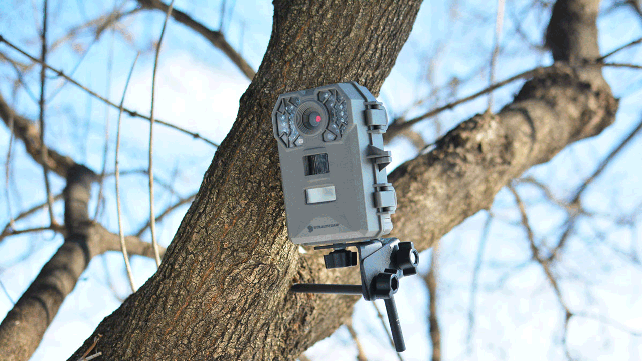 stealth cam in tree