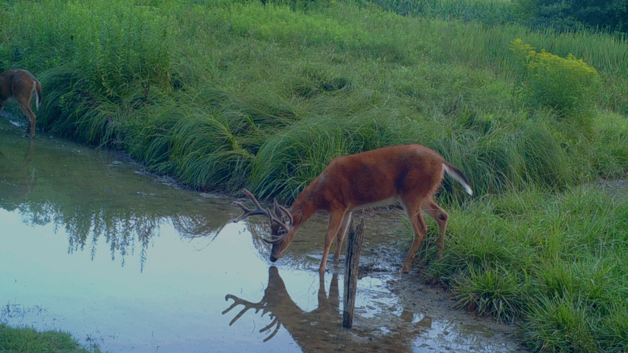 buck drinking at creek