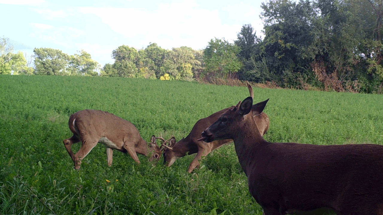 bucks fighting on trail camera