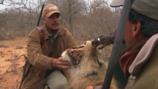 lion kill