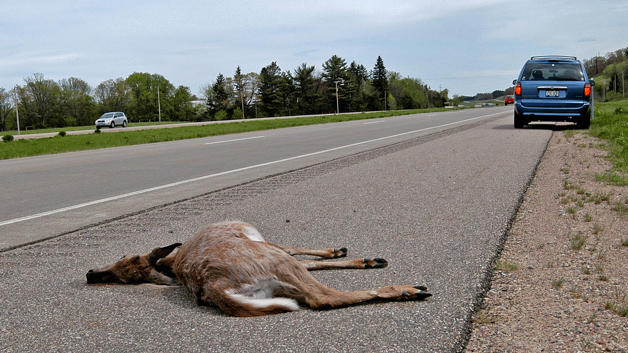 dead-deer-in-road
