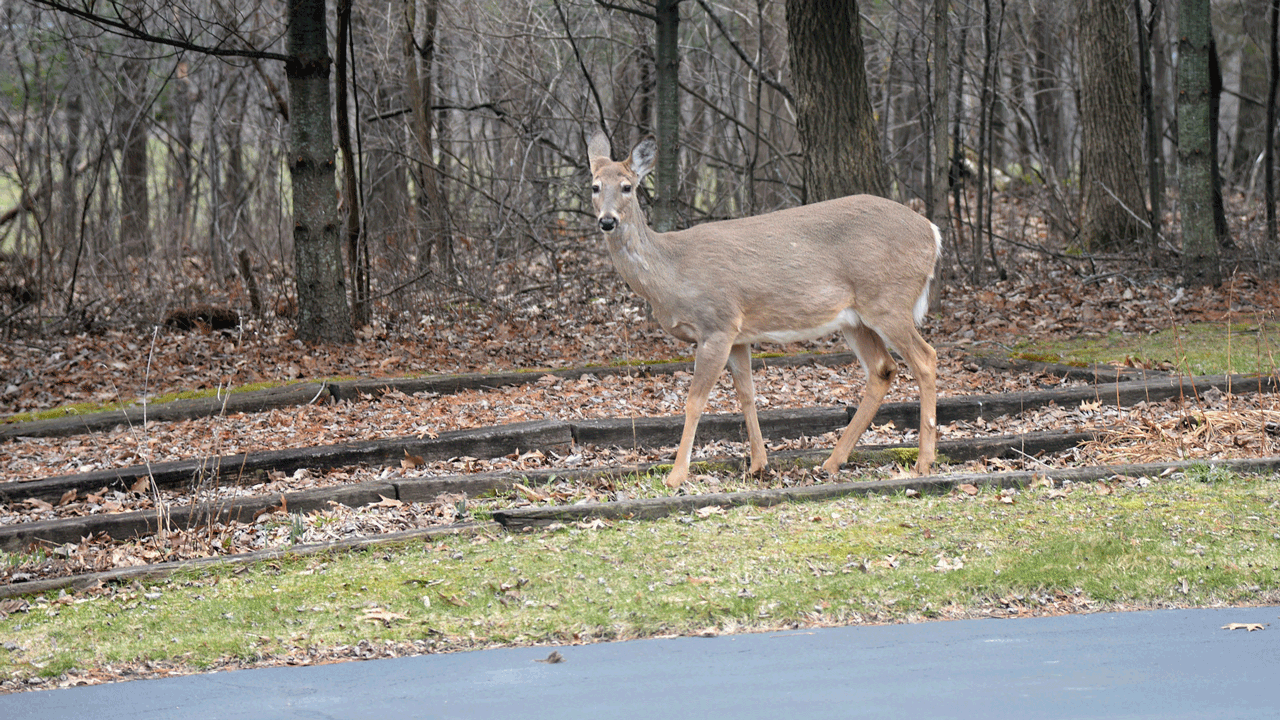 deer-at-edge-of-road