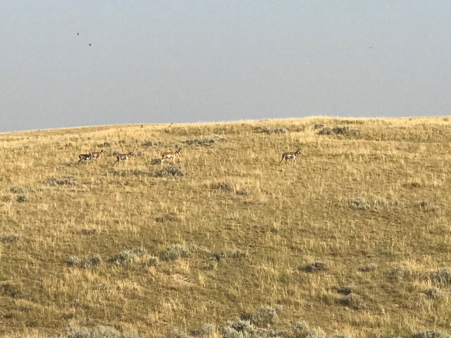 antelope-on-hillside