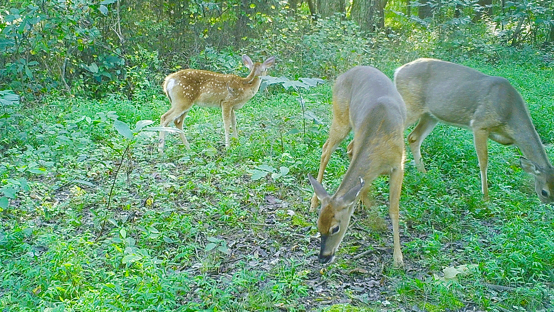 deer-eating-persimmon