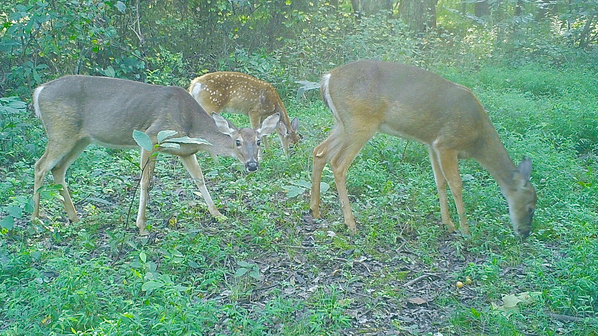 deer-eating-persimmons-2