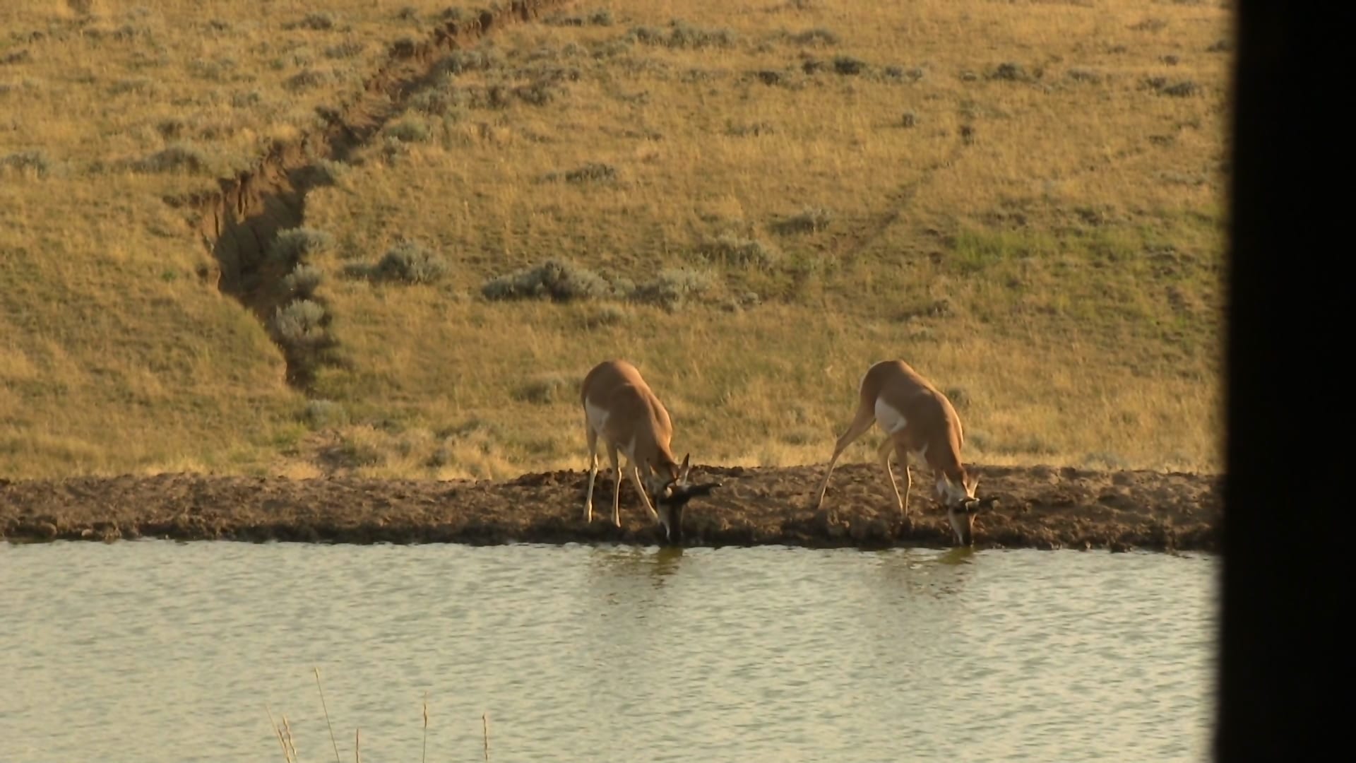 antelope-at-waterhole