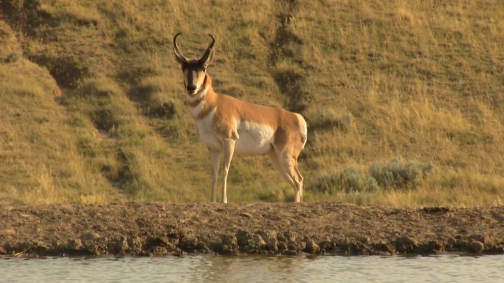 antelope-buck-at-waterhole