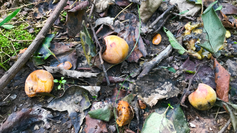 persimmons-on-ground