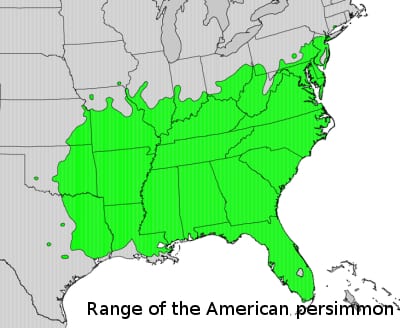 range-of-persimmons