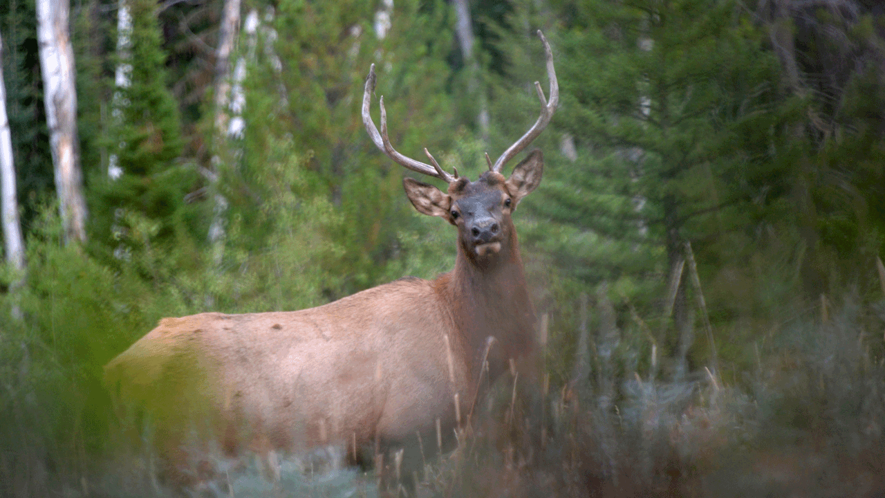 bull-elk-looking