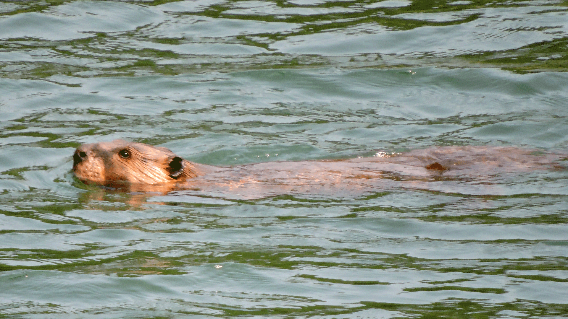 beaver-swimming