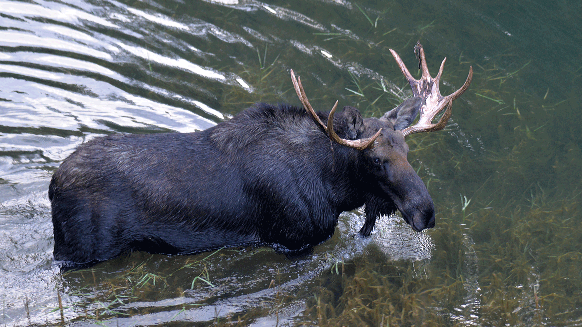 bull-moose-wading-in-lake