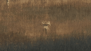 droptine-buck-in-field