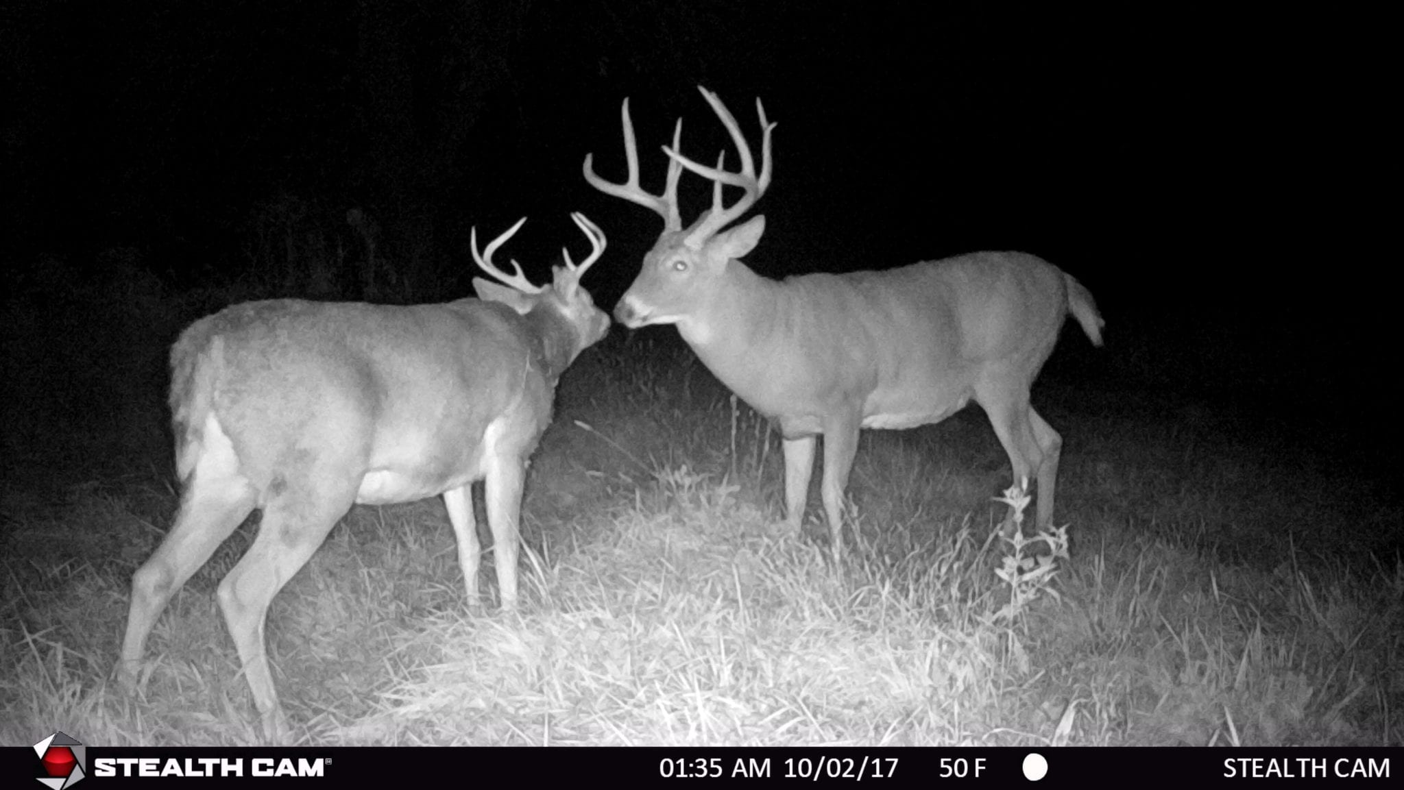 Trail camera picture of two whitetail bucks