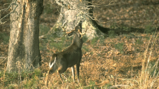 buck-working-licking-branch
