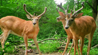 trail-cam-velvet-bucks