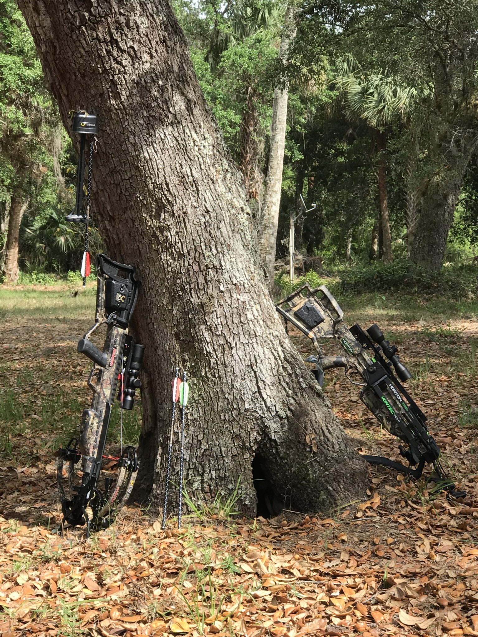 crossbows-against-tree