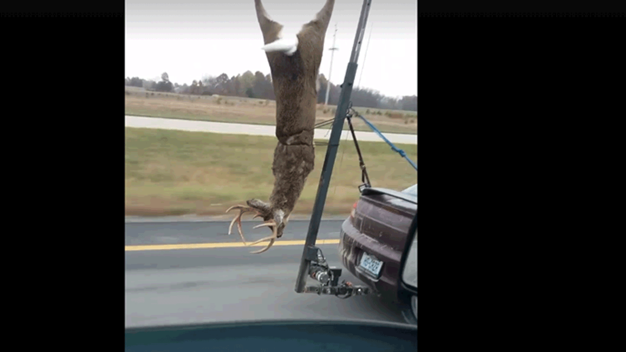 car-hauling-deer