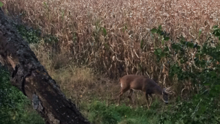 buck-in-corn-field