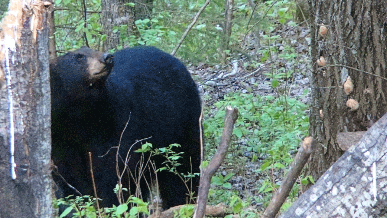 black-bear-looking