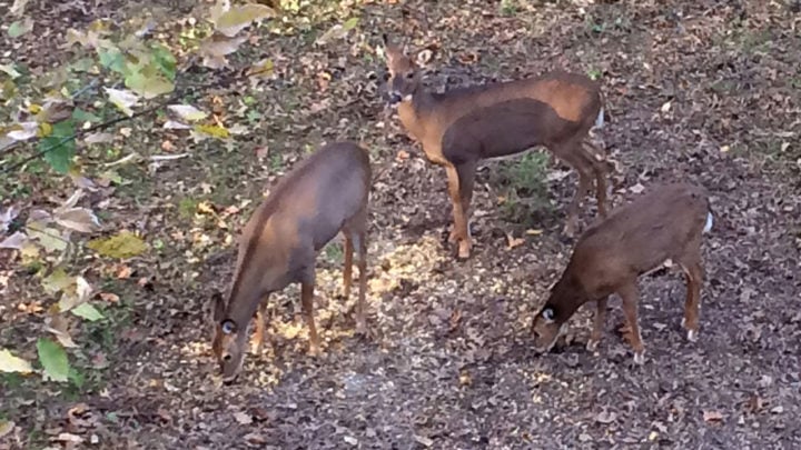 How Does Toxic Bait Affect Deer