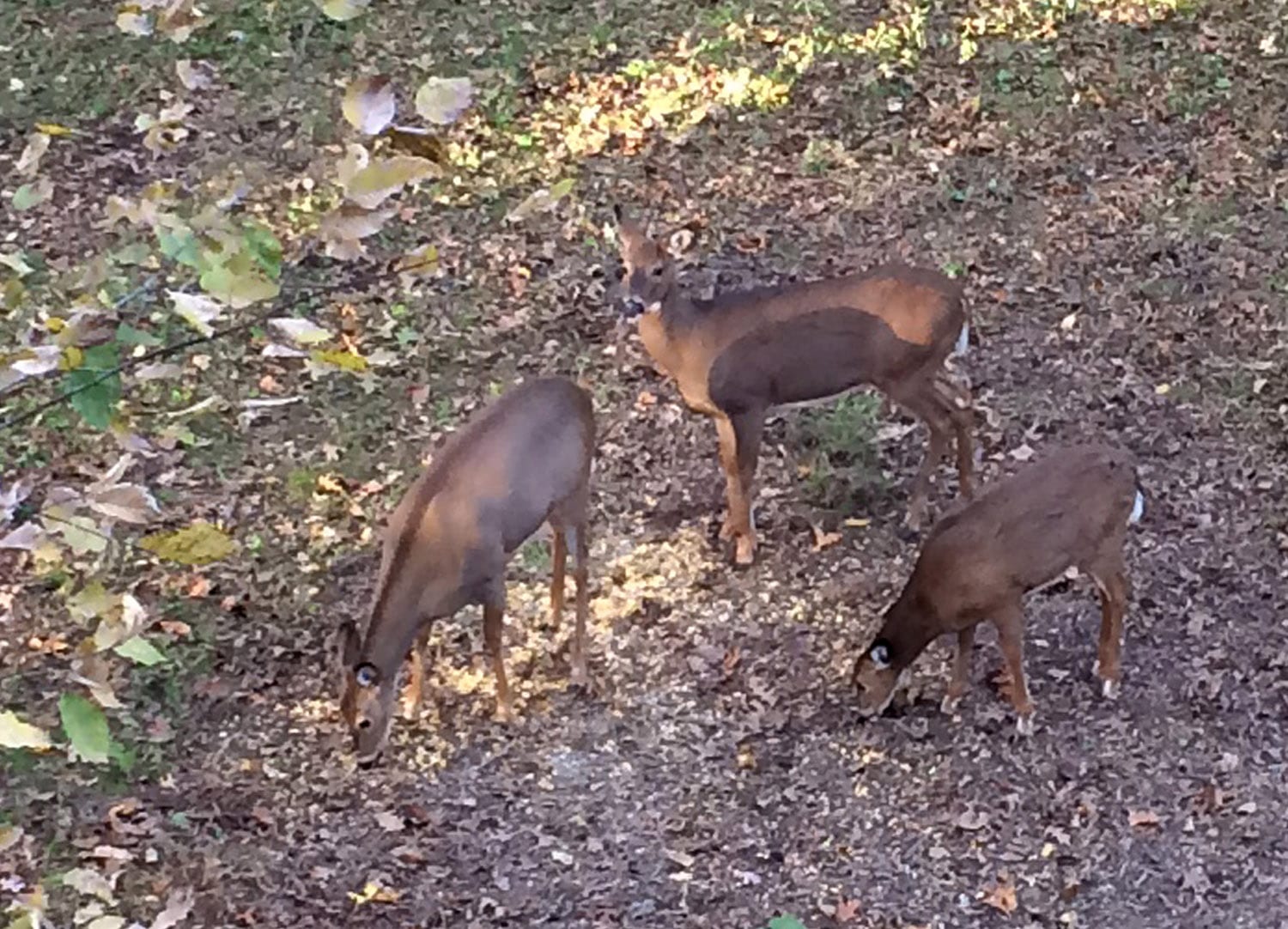 deer-at-bait-station