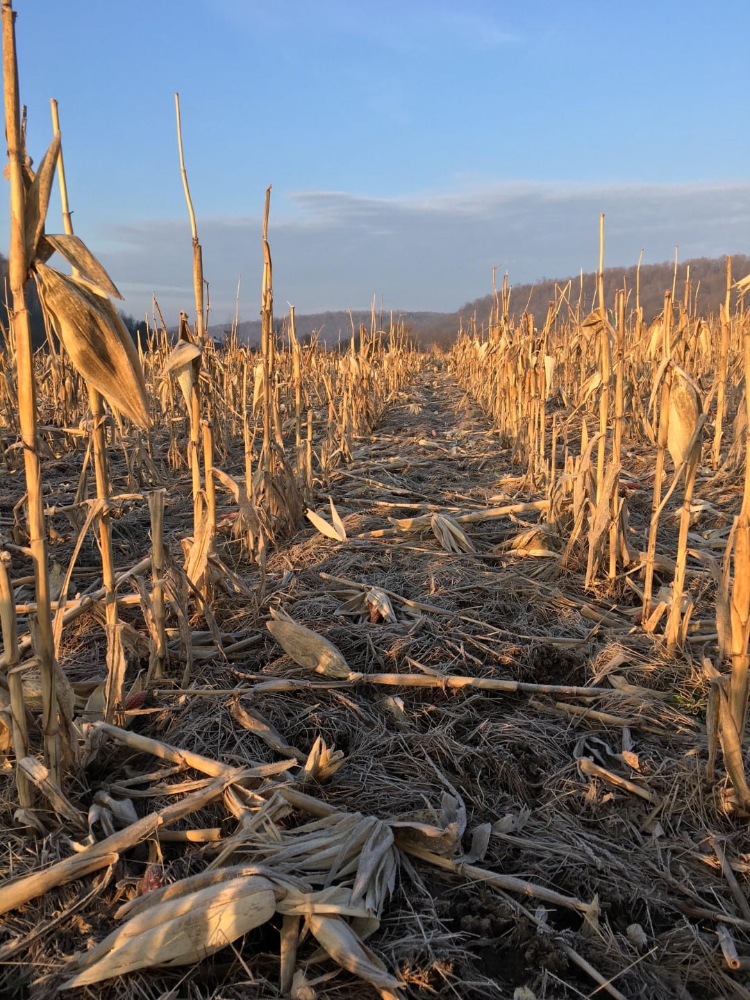 corn-field