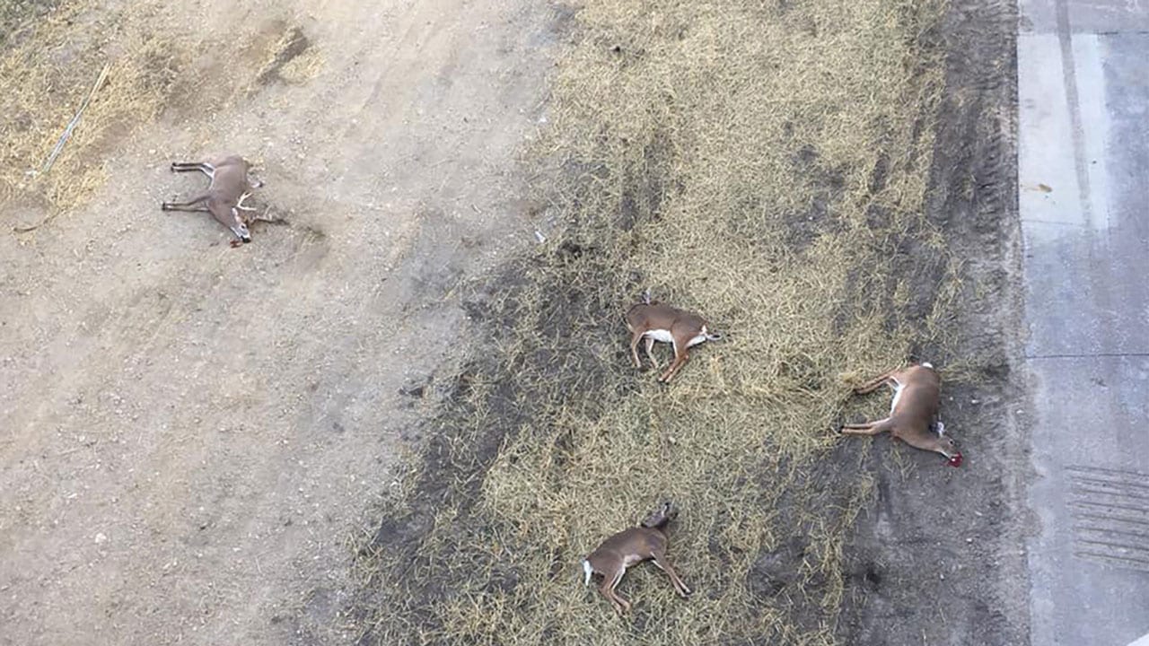 dead-deer-herd