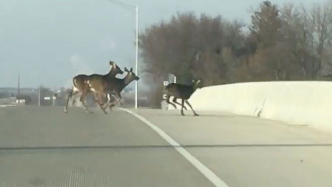 deer-herd-on-bridge