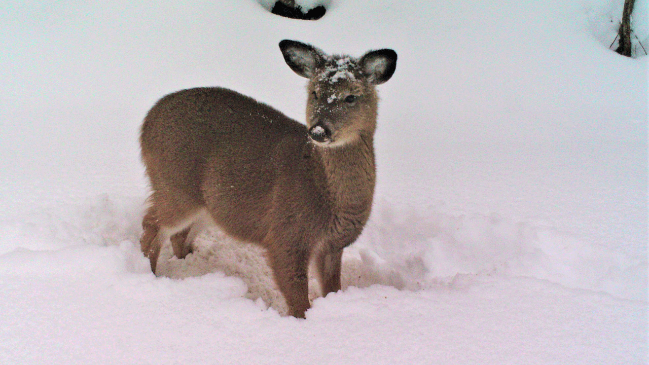 young-deer-in-snow