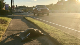 roadkill-doe