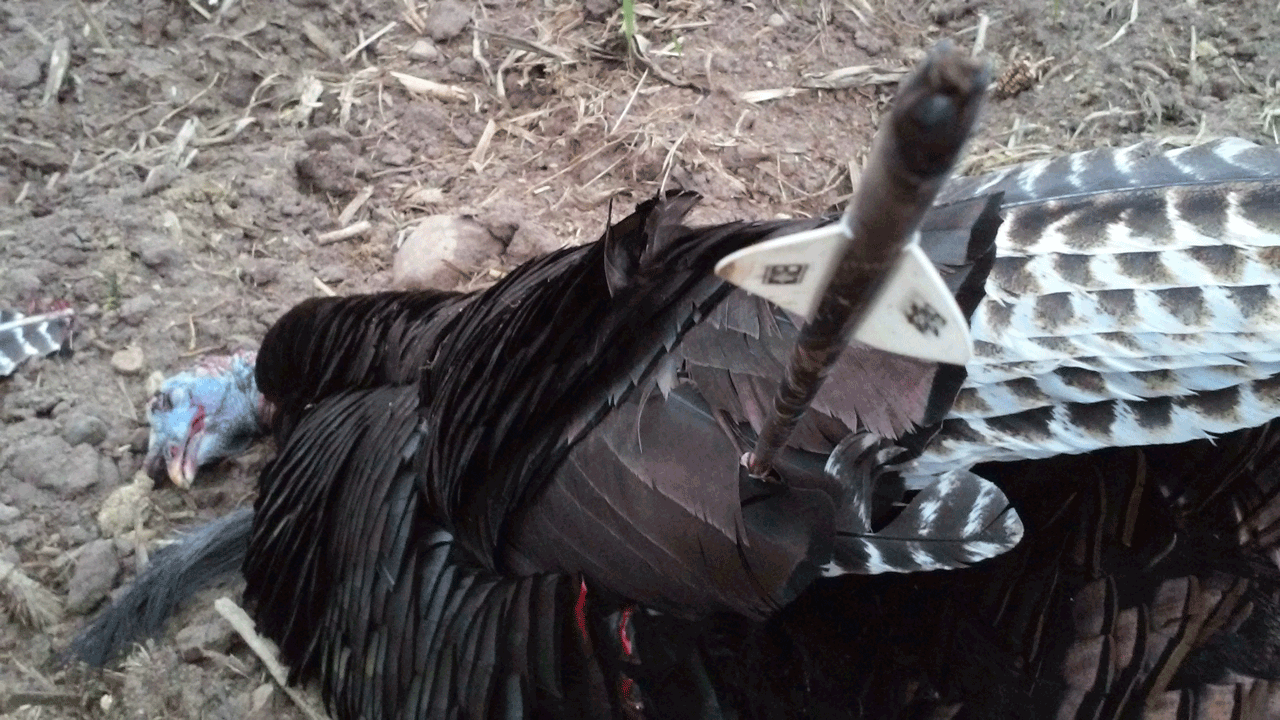 dead-turkey-with-arrow