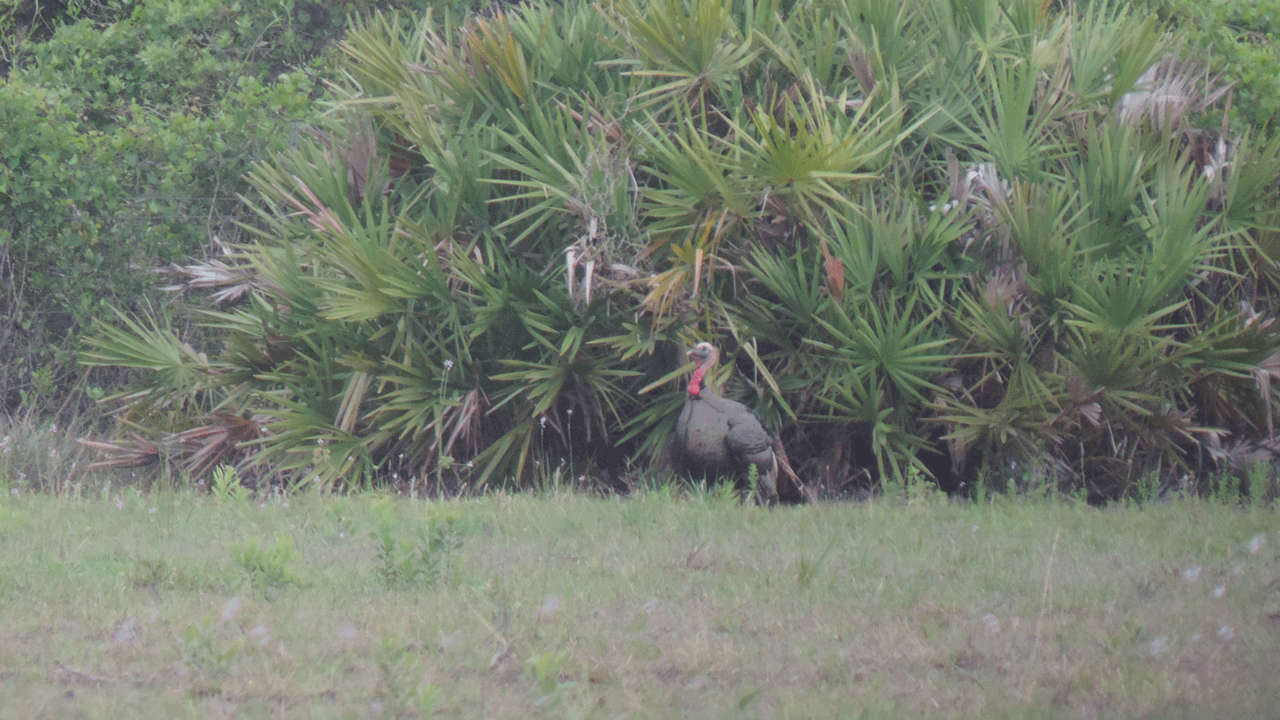 gobbler-standing-by-palmettos