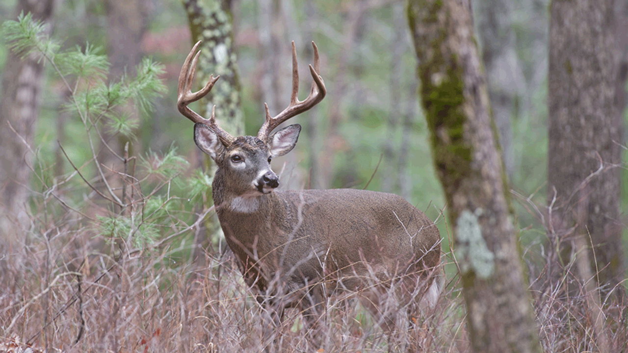 signs of CWD - mississippi-wildlife-buck