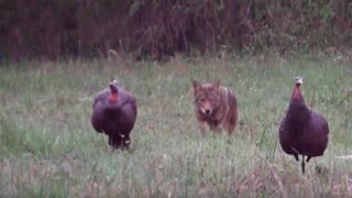 coyote-attacking-turkey-decoy