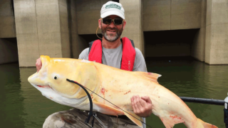 bighead-bowfishing