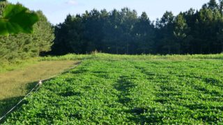 spring-food-plots