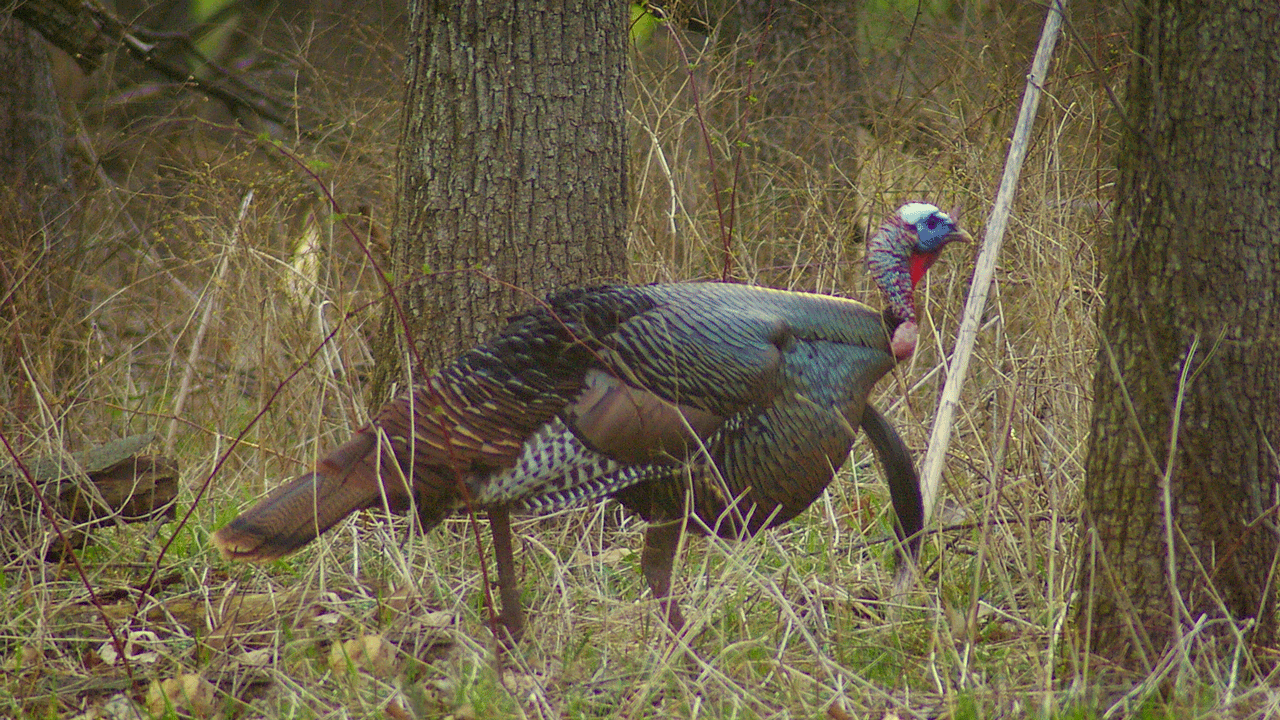 longbeard-turkey-walking