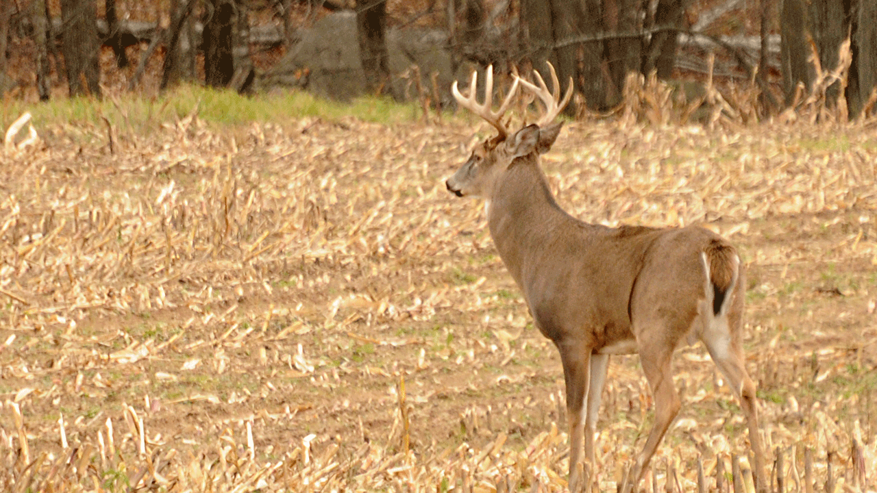 affordable deer hunting states buck-standing-in-field