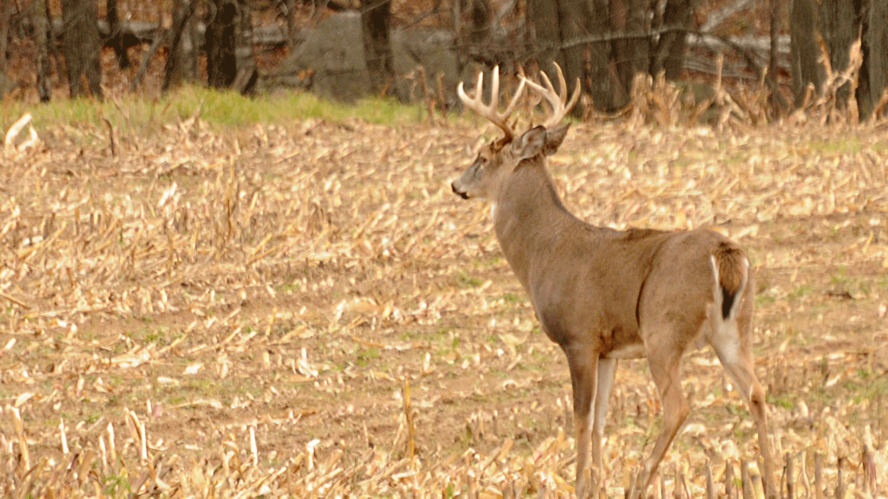 buck-standing-in-field