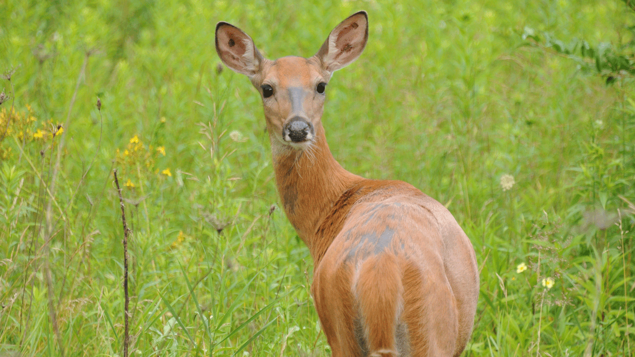 doe-deer-looking