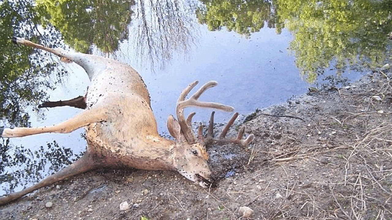 cwd-vs-ehd-deer-at-water