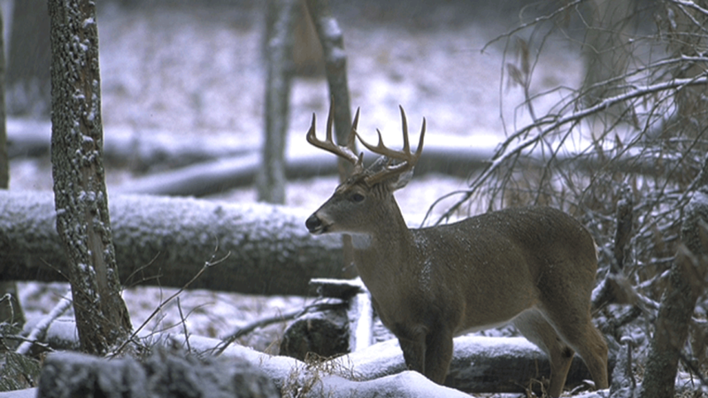 buck-in-woods-recent-snow-fall