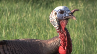 turkey-snood